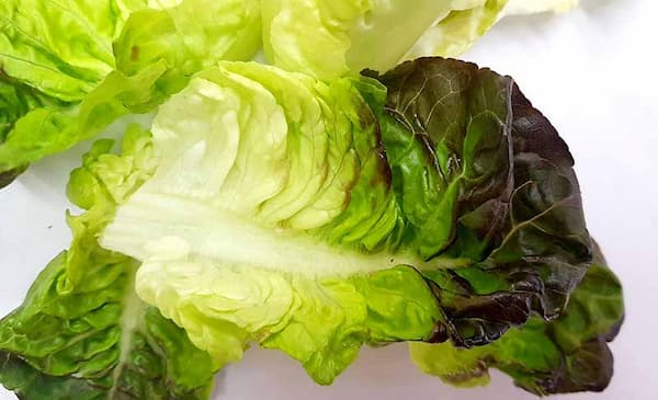تصویر 3 از خرید کاهو لیتل جم سبز + قیمت فروش ویژه